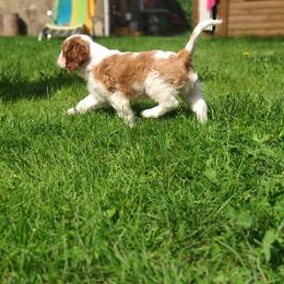 Cavalier King Charles Spaniel Puppies from Halloweentown cavaliers