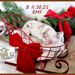 Umber - Red merle female Miniature Australian Shepherd puppy in Madisonville, Texas from Flying LL Aussies