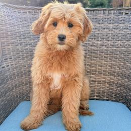 Nova (green colar) - Apricot female Goldendoodle puppy in Twin Falls, Idaho from Magic Valley Family Doodles