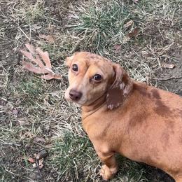 Dachshund puppies from Jae’s Puppy House