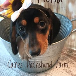 Dachshunds from Caines Dachshund Farm