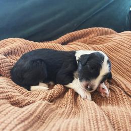Bailey - Black and white female Sheepadoodle puppy in Provo, Utah from Doodlefolk