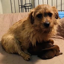 Girl 2 - Red female Norfolk Terrier puppy in Bristol, Tennessee from Holston Hollow Farm