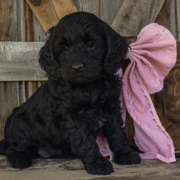 Annie - Dark Pink Collar - Black female Goldendoodle puppy in Macedon, New York from Toodles Goldendoodles