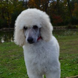 Poodle Puppies from D and D Standard Poodles