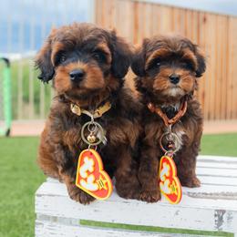 Aussiedoodle and Goldendoodle Puppies from Ever After Doodles Arizona