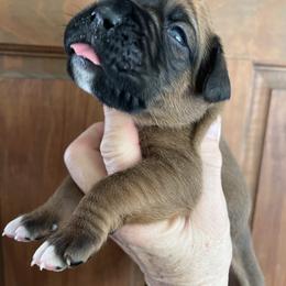 Boy 5 - Fawn male Boxer puppy in Plainwell, Michigan from Hope's Beautiful Boxers