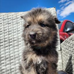 Fixit - Blue male German Shepherd puppy in Los Lunas, New Mexico from Mali's German Shepherds LLC