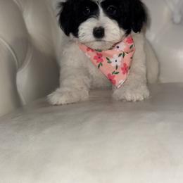 Bernedoodle, Cavapoo, Goldendoodle, Miniature Schnauzer, and Poodle Puppies from Pet Inn Xxweetdoodles