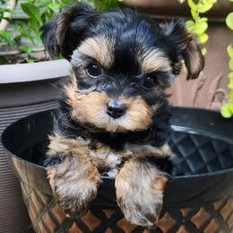 Yorkshire Terrier Puppies from Kathy's little yorkies