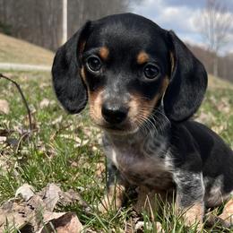Dachshunds and Golden Retrievers from HS Goldens
