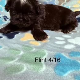 Flint - Black and white male Shih Tzu puppy in Jasper, Indiana from Jacob’s Spoiled Shih Tzu