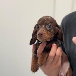 Blue Eyed Bruno - Dapple male Dachshund puppy in Clovis, California from Lil Sausage Co