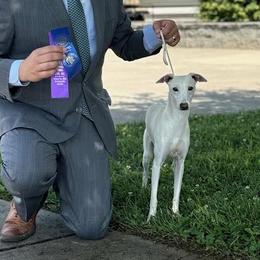 Bianco - Italian Greyhound