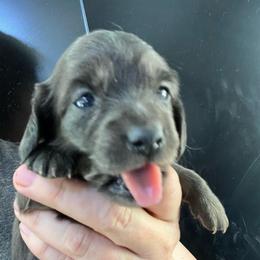 Lena - Blue and cream female Dachshund puppy in Bigfork, Minnesota from Dachshunds Up North
