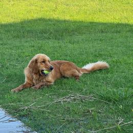 Golden Retriever puppies from Enchanted Goldens