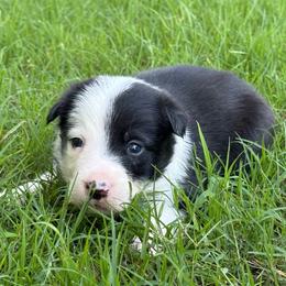 Patch-1300 - Black and white male Border Collie puppy in Nashville, Arkansas from Whisenhunt Farms