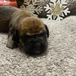 Male - Fawn male Boerboel puppy in Flemingsburg, Kentucky from Aussgardian Boerboels