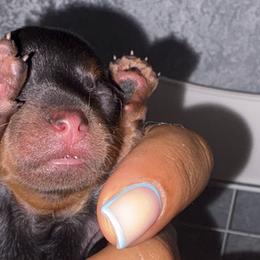 Yorkshire Terriers from Chicago Yorkies