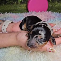 Poison Ivy - Dapple female Dachshund puppy in Rio Grande City, Texas from Hounds All Night
