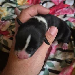 Boy 1 - Black tri male Toy Australian Shepherd puppy in Humansville, Missouri from Tater Tot aussies