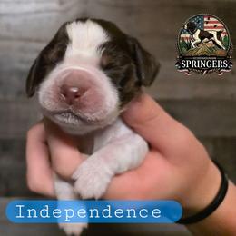 Independence - Liver white and roan male English Springer Spaniel puppy in Ocoee, Tennessee from Ocoee Mountain Springers