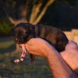 Pink - Sable female German Shepherd puppy in Cherryville, North Carolina from Masky Kennel