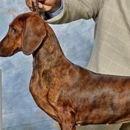 Dachshunds from Yuletide Dachshunds