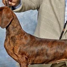 Dachshunds from Yuletide Dachshunds
