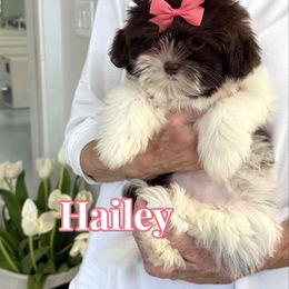 Hailey - Brown female Shihpoo puppy in Buford, Georgia from Petite Posh Puppies