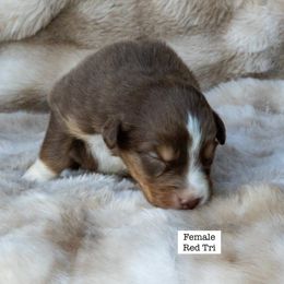 Female Red Tri-color 1 - Red tri-color female Australian Shepherd puppy in San Mateo, California from Acheron Aussies