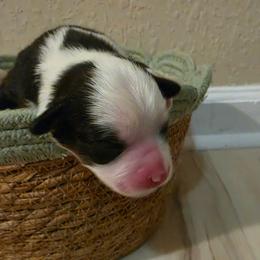 Girl 3 - female Miniature American Shepherd puppy in Bristol, Tennessee from Riverstone Aussies