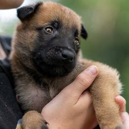 Rocco - Fawn male Belgian Malinois puppy in Lincoln, Nebraska from Nebraska K9