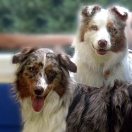 Australian Shepherds from Shallowbrook Farm