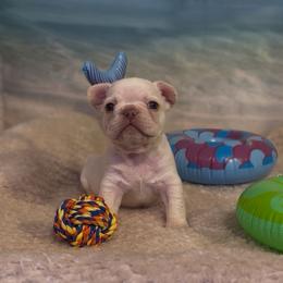 Everest - Cream male French Bulldog puppy in Spokane, Washington from Lilac City Frenchies