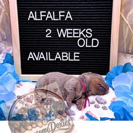 Alfalfa - Fawn (isabella) and tan male Dachshund puppy in Lufkin, Texas from Paw-some Doxies