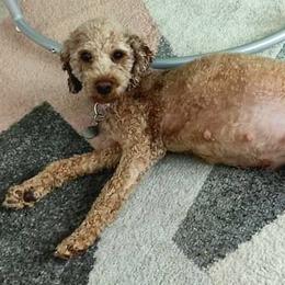 Nala - Goldendoodle