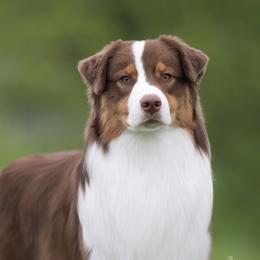 Swig - Australian Shepherd