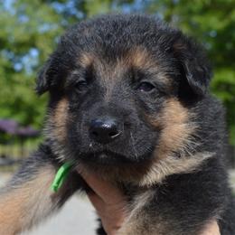 Hunter green - Black and tan male German Shepherd puppy in Grand Rivers, Kentucky from Von Frieden German Shepherds LLC
