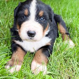 Remi - Black rust and white female Bernese Mountain Dog puppy in Sugarcreek, Ohio from Angel Valley Berners