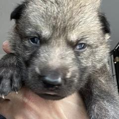 Blue Collar - Silver gray male Czechoslovakian Vlcak puppy in Florida from DireWolf Pack