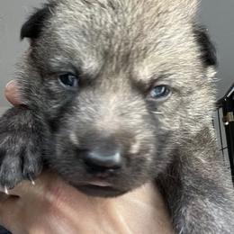 Blue Collar - Silver gray male Czechoslovakian Vlcak puppy in Florida from DireWolf Pack