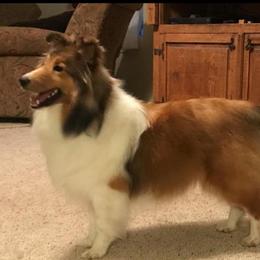libby - Shetland Sheepdog