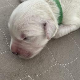Green - Light golden male Golden Retriever puppy in Williamsport, Maryland from Feather Fletched English Goldens