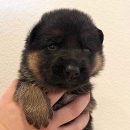 Orange Boy 3 - Black and red male German Shepherd puppy in Vancouver, Washington from Purebred Elite Shepherds