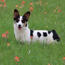 Remi - American Corgi