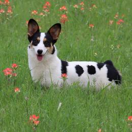 Remi - American Corgi