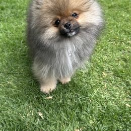 Pomeranian Puppies from Glitzypoms