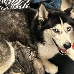 Roxy - Siberian Husky