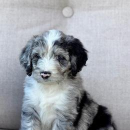 Sauvage - Blue merle male Aussiedoodle puppy in Decatur, Illinois from Signature Doodles